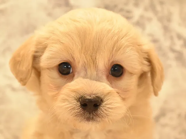 静岡県のハーフ犬・ミックス犬 (ペッツワン沼津店/2024年12月16日生まれ/男の子/クリーム)の子犬